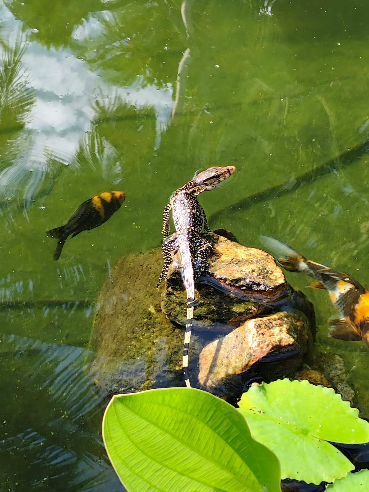 Monitor Lizard at Coconut Bay