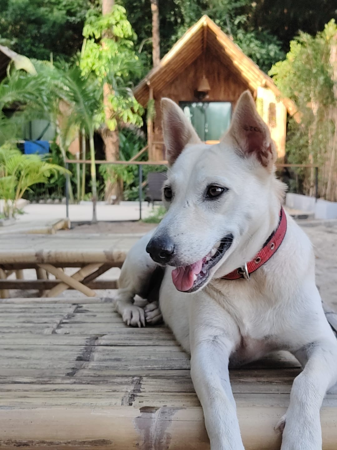 Rescued Dog at Coconut Bay