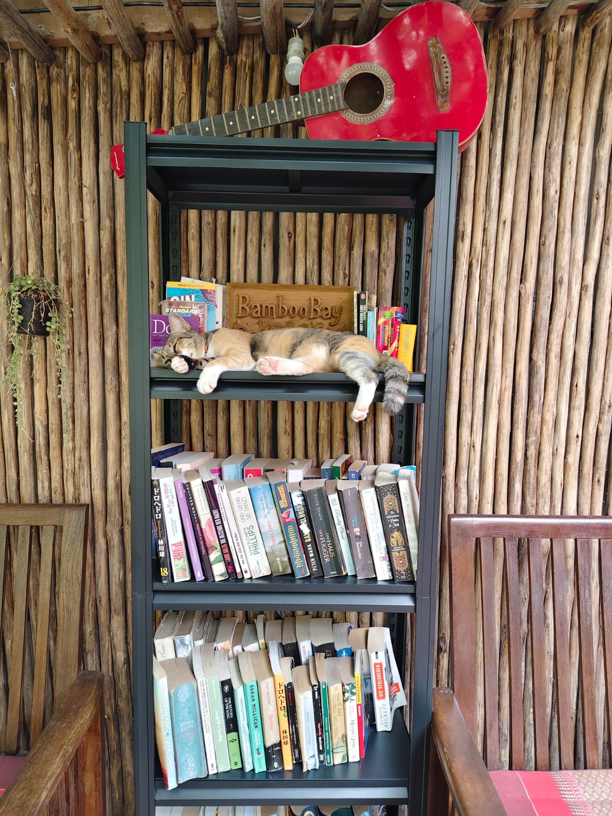 Rescued Cat at Coconut Bay