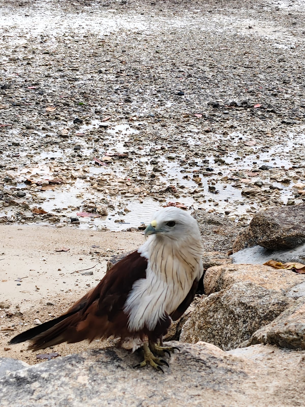 Wild Raptor Bird at Coconut Bay